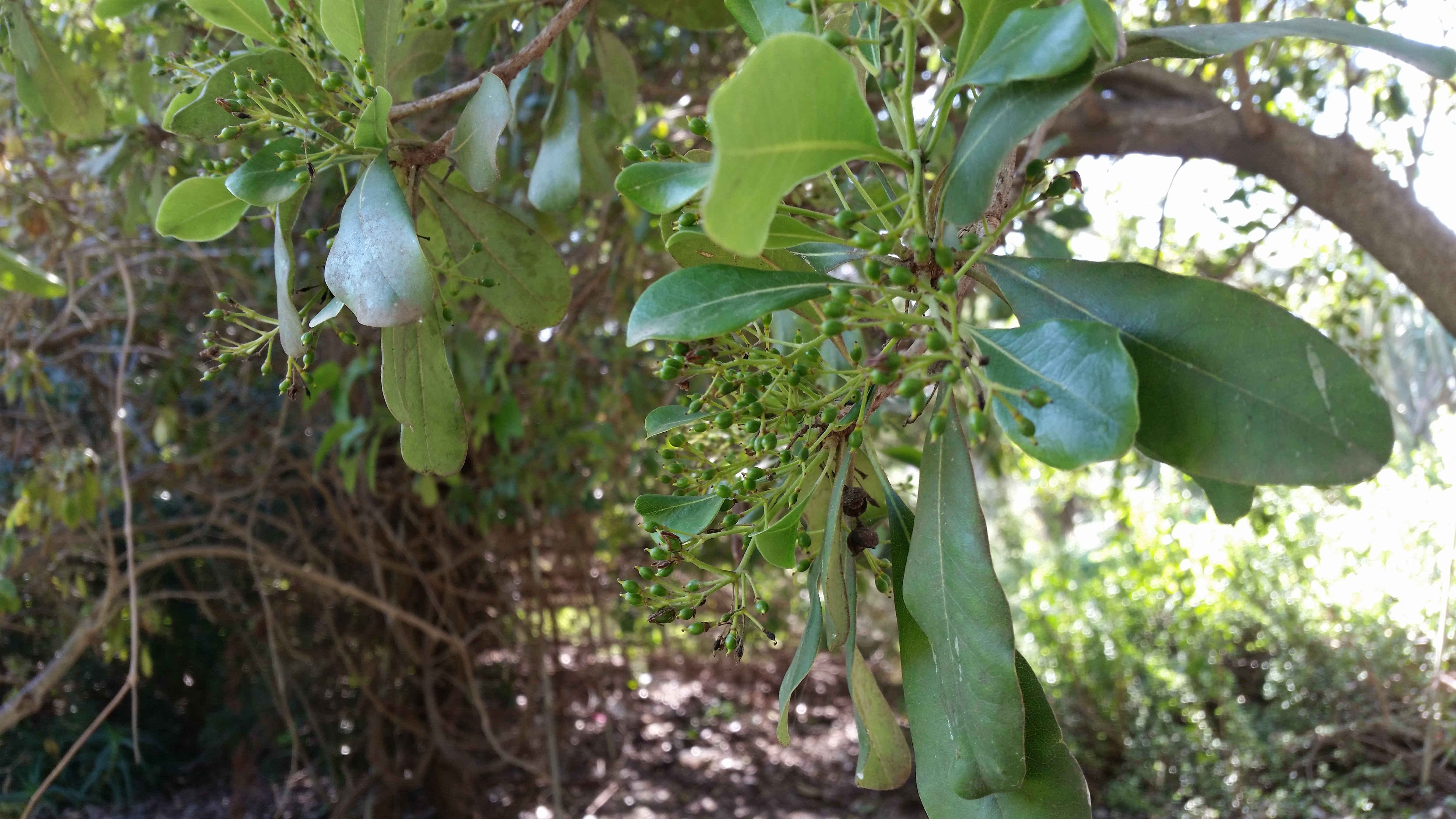 Pittosporum viridiflorum